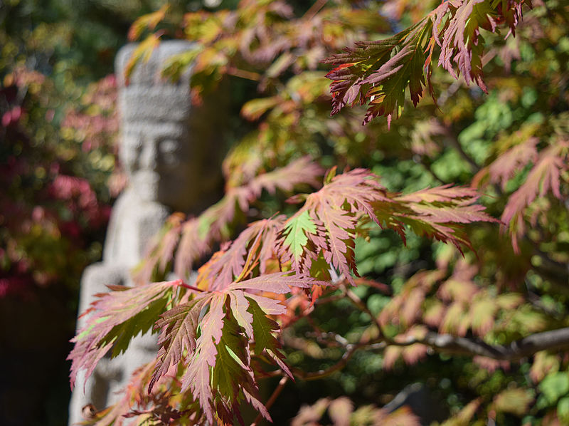 800px-anderson japanese gardens rockford illinois - japanese maple leaves