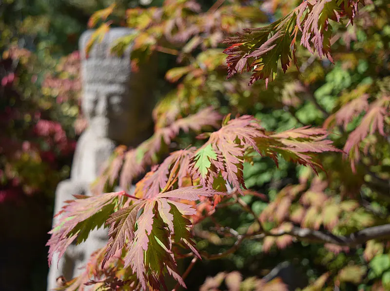 800px-anderson japanese gardens rockford illinois - japanese maple leaves