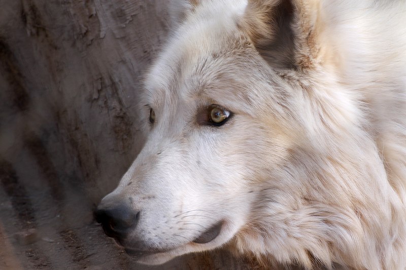 800px-another timber wolf at the moonridge zoo %288673087318%29