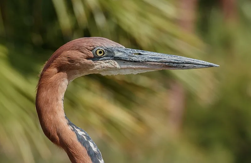 800px-ardea goliath - r%c3%a9serve africaine de sigean 04