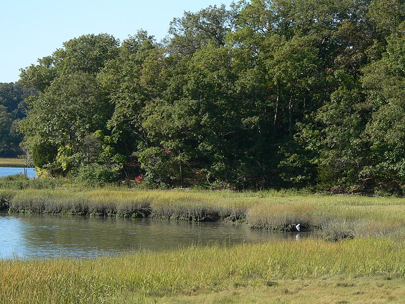 800px-bare cove park egret p1110589