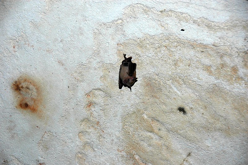 800px-bat colony %28hatchet bay cave%2c eleuthera island%2c bahamas%29 3 %288318328486%29