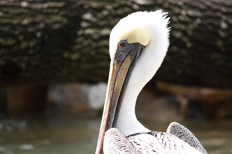 800px-brown pelican in punta gorda%2c florida closeup