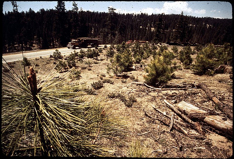 800px-california-sierra national forest - nara - 542609