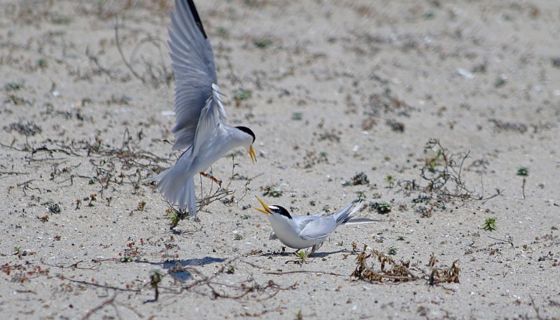800px-california least terns at batiquitos lagoon in carlsbad%2c california %2841680830181%29