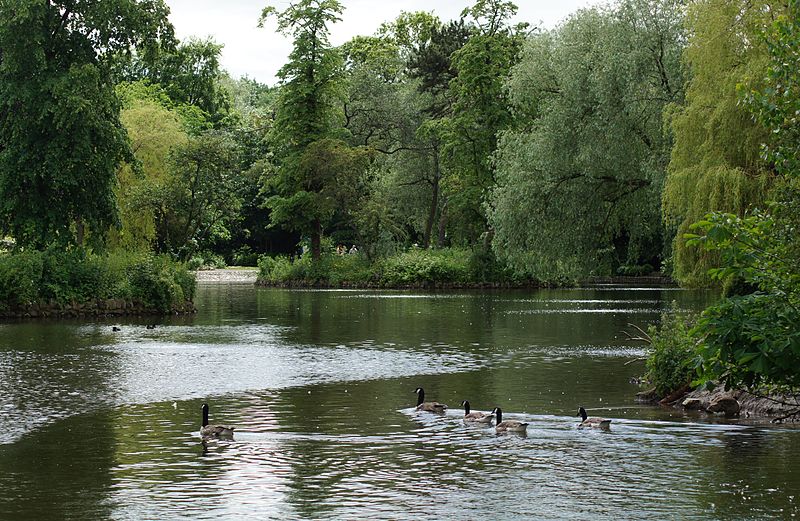 800px-canada geese on ropner park lake%2c stockton on tees
