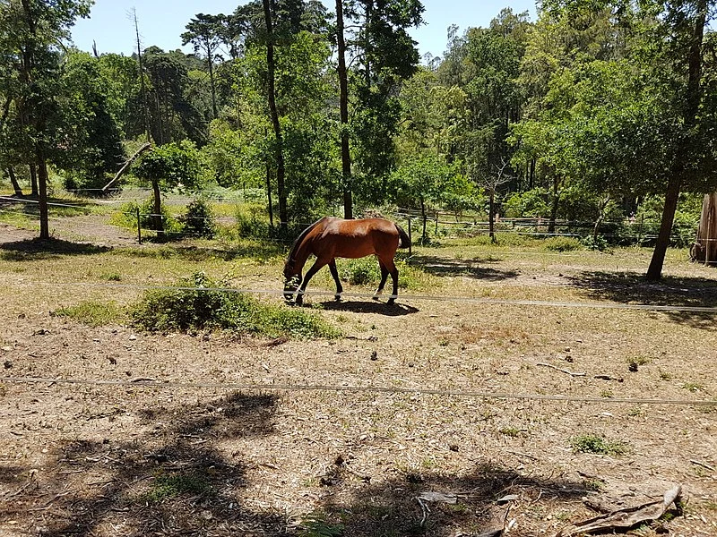 800px-cavalos nos jardins do parque da pena em sintra %2836881159730%29