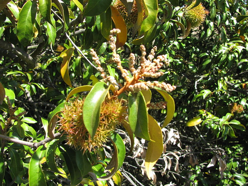 800px-chrysolepis chrysophylla huckleberry brp 2