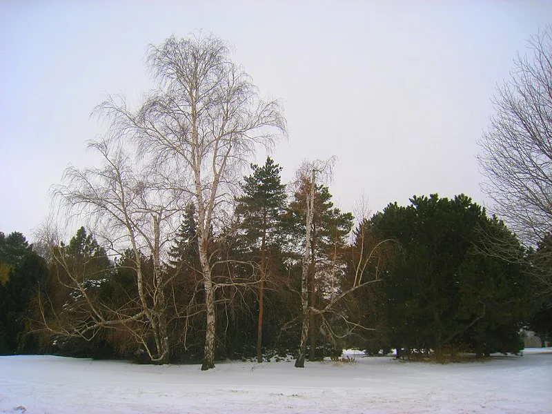 800px-clarence e. lewis landscape arboretum - img 8951