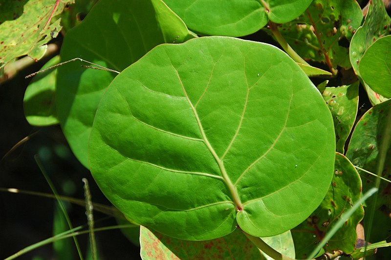 800px-coccoloba uvifera %28sea grape%29 %28eleuthera island%2c bahamas%29 2 %2815583433658%29