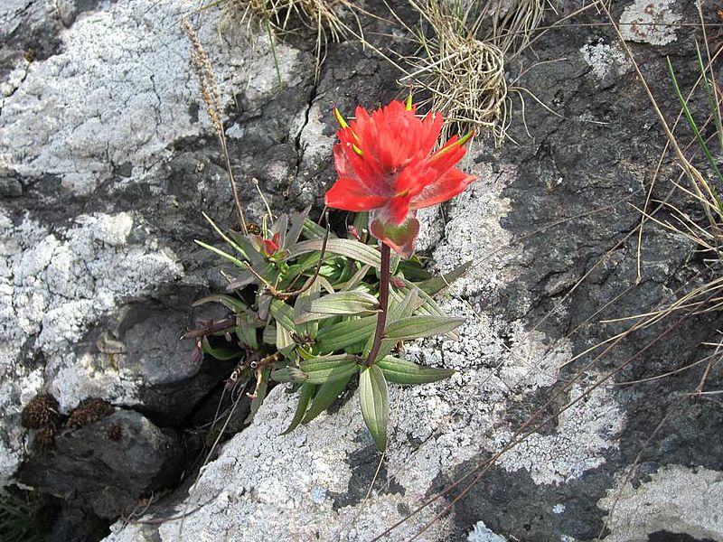 800px-common red paintbrush