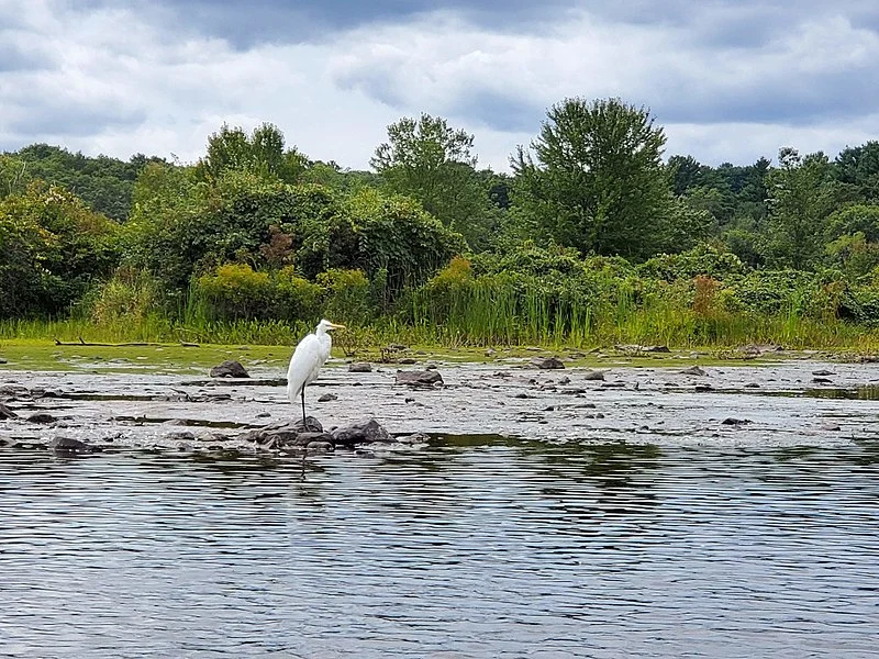 800px-cutler park egret 20190902 133043