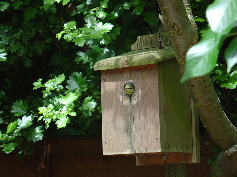 800px-cyanistes caeruleus -cambridgeshire%2c england -chick looking out of nestbox-8