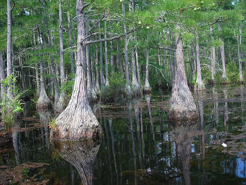 800px-cypress trees in pine tree creek goodale state park