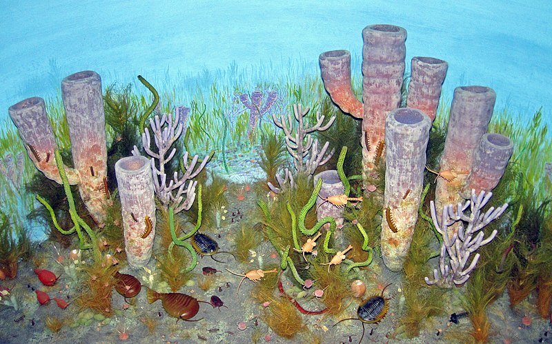 800px-diorama of the burgess shale biota %28middle cambrian%29 - sponges%2c arthropods %2844691571505%29