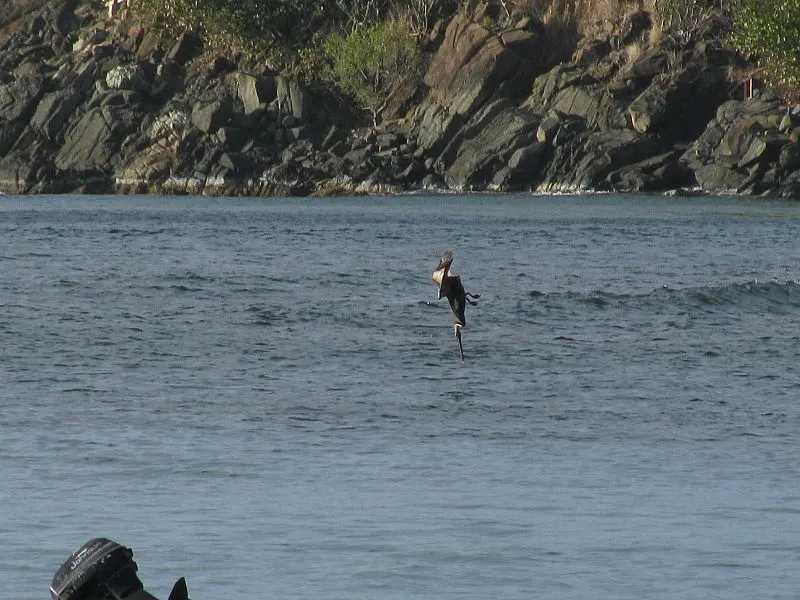 800px-diving pelican at hull bay