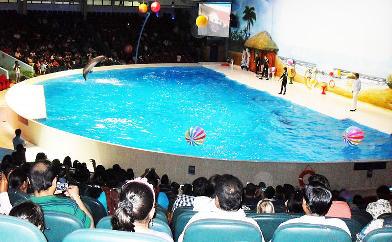 800px-dolphin show at dubai dolphinarium%2c september 2012