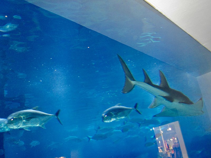 800px-dubai aquarium and underwater zoo %28ank kumar%2c infosys%29 06