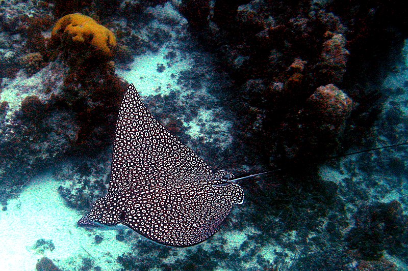800px-eagle ray turks and caicos dec 15 2006