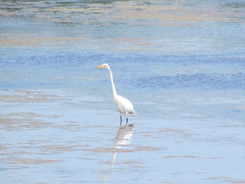 800px-egret at bodie island north carolina image 3