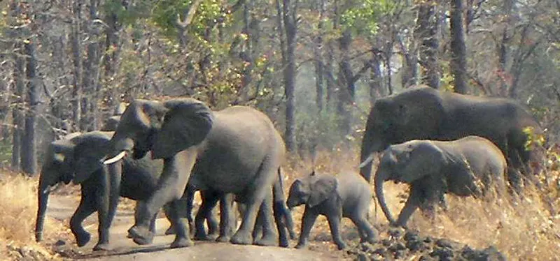 800px-elephants in liwonde national park