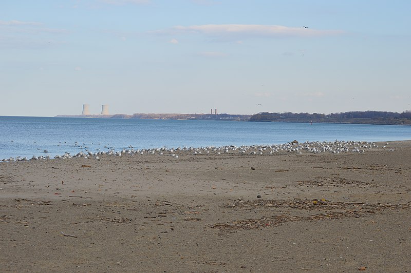 800px-fairport harbor gull flock on beach