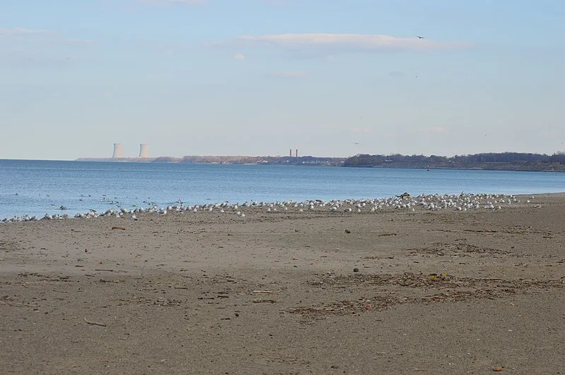 800px-fairport harbor gull flock on beach