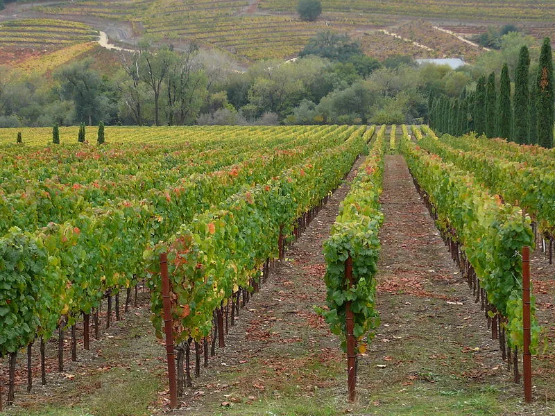 800px-ferrari-carano vineyard in dry creek