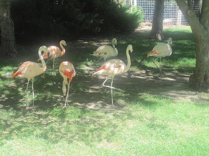 800px-flamingos at lee richardson zoo%2c garden city%2c ks img 5915