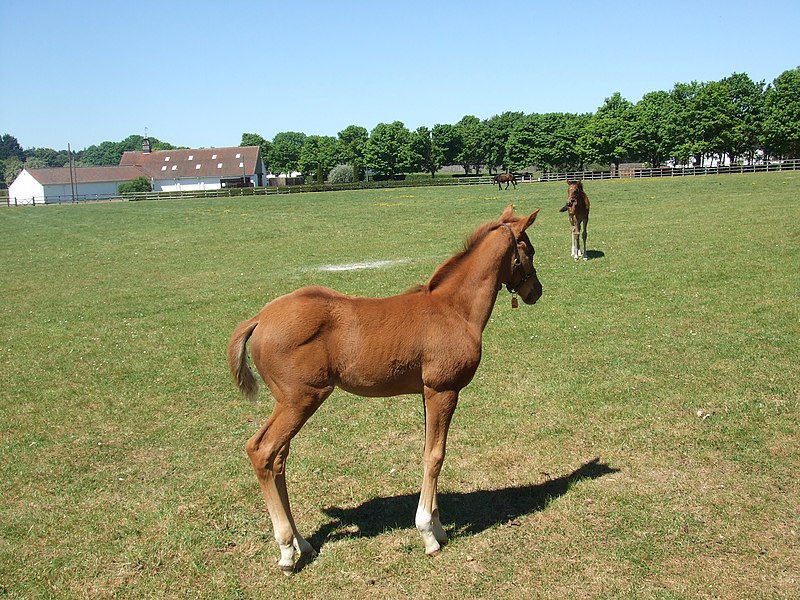 800px-foals at the national stud%2c newmarket - geograph.org.uk - 1904158