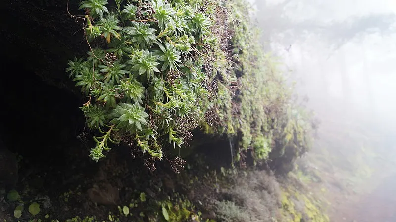 800px-foggy trails near caldera de los marteles at gran canaria
