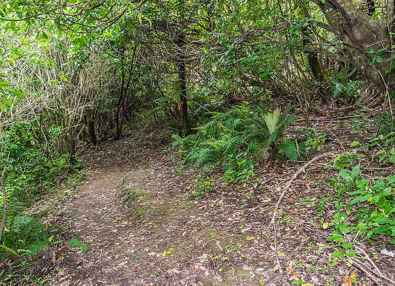 800px-forest trail in te urewera national park 01