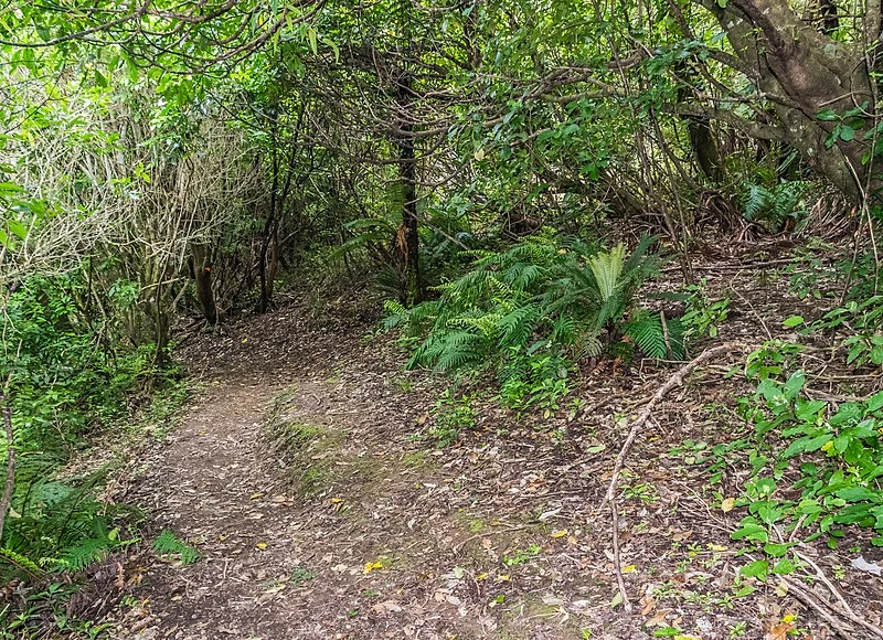 800px-forest trail in te urewera national park 01