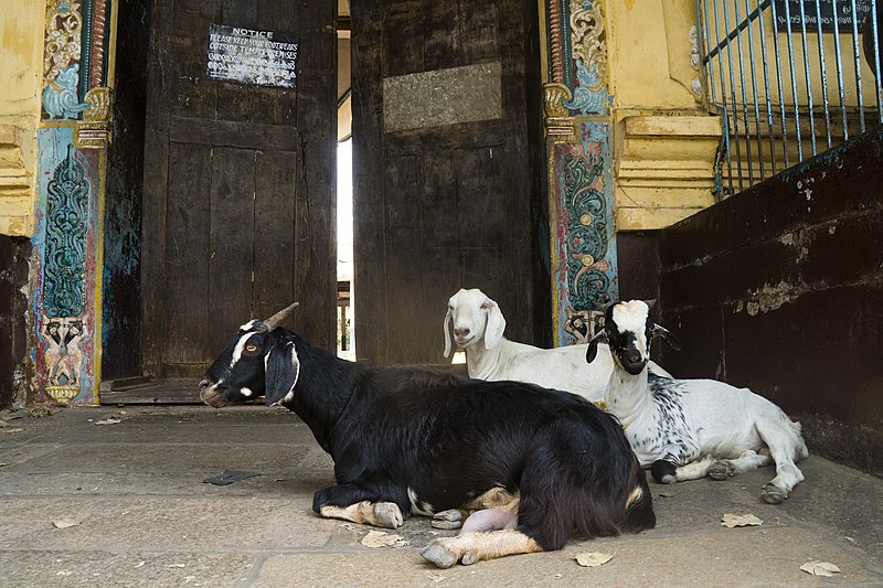 800px-goats near the gates of cochin thirumala devaswom%2c 2 march 2019