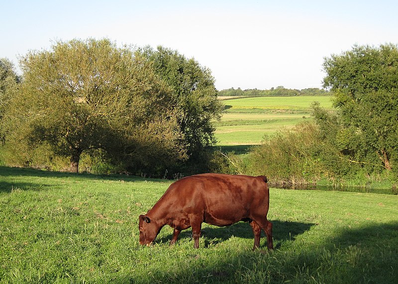 800px-grantchester meadows - geograph.org.uk - 3154941