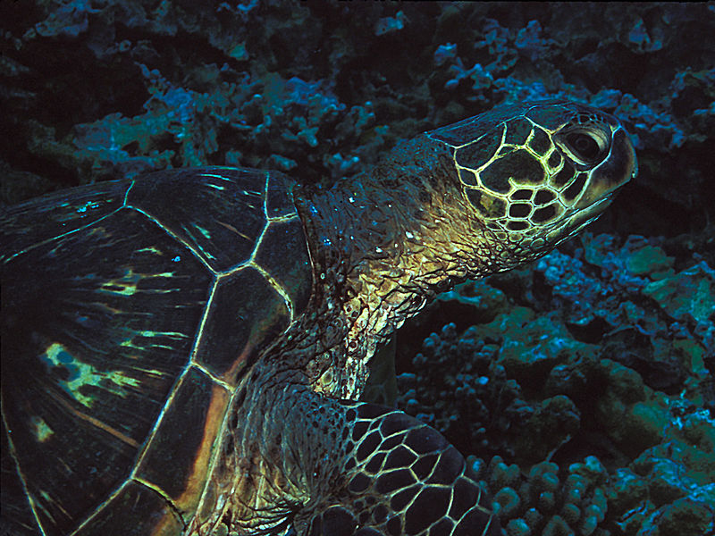 800px-green sea turtle at ulua beach%2c maui %28109517016%29