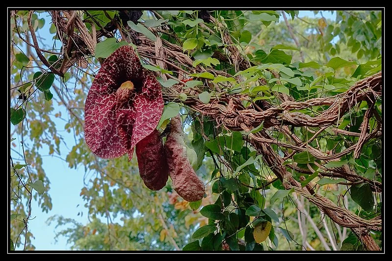 800px-guadeloupe - jardin botanique de deshaies