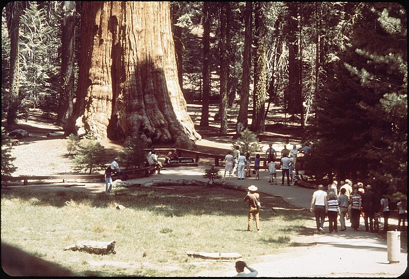 800px-holiday crowds visit general sherman tree - nara - 542728