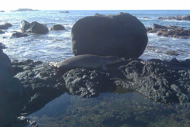 800px-hawaiian monk seal waimea bay