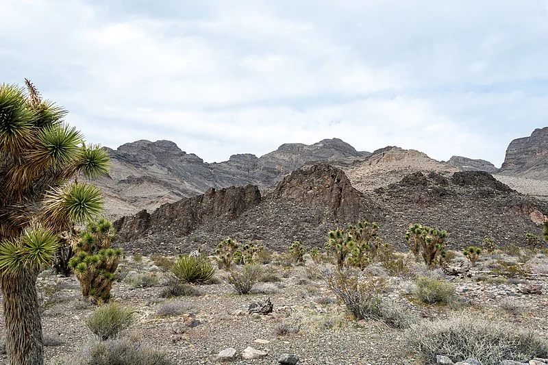 800px-joshua trees at tule springs fossil beds nm