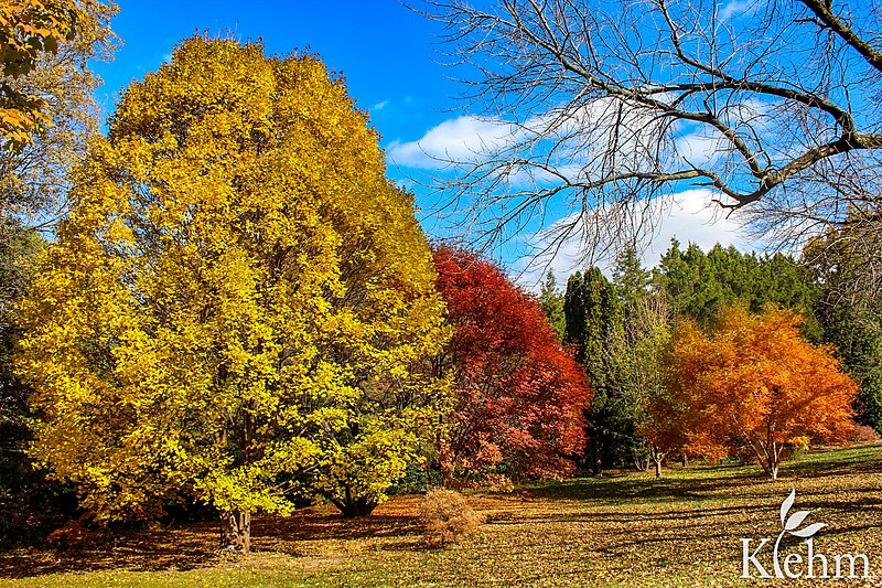 800px-klehm arboretum %26 botanic garden fall colors
