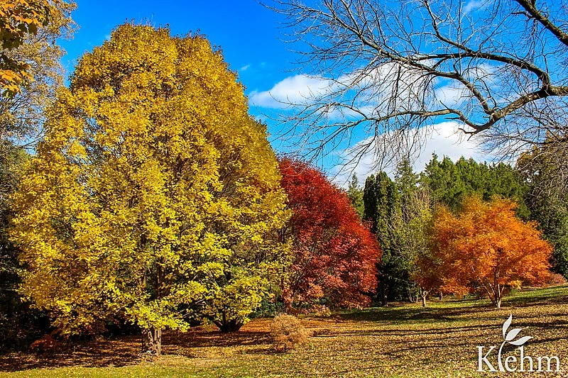 800px-klehm arboretum %26 botanic garden fall colors