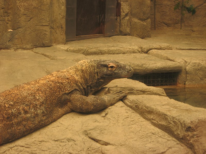 800px-komodo dragon%2c shark reef aquarium%2c mandalay bay%2c las vegas%2c nevada %283%29
