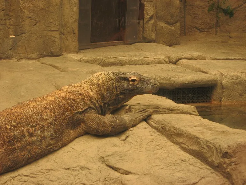 800px-komodo dragon%2c shark reef aquarium%2c mandalay bay%2c las vegas%2c nevada %283%29