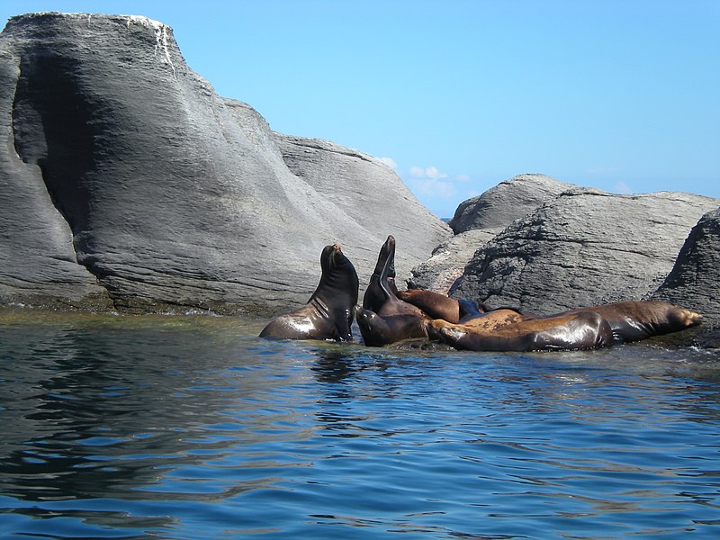 800px-leones marinos en isla coronado%2c loreto%2c baja california sur