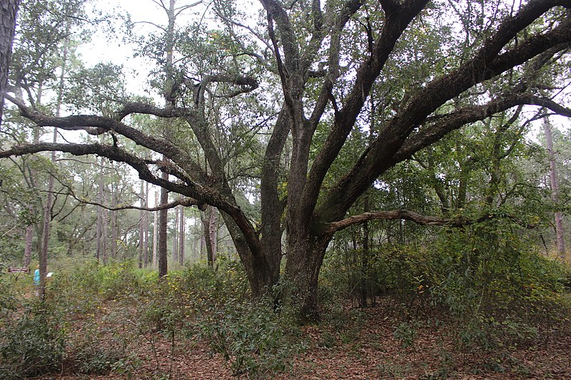 800px-live oak seen from gopher tortoise trail%2c reed bingham state park