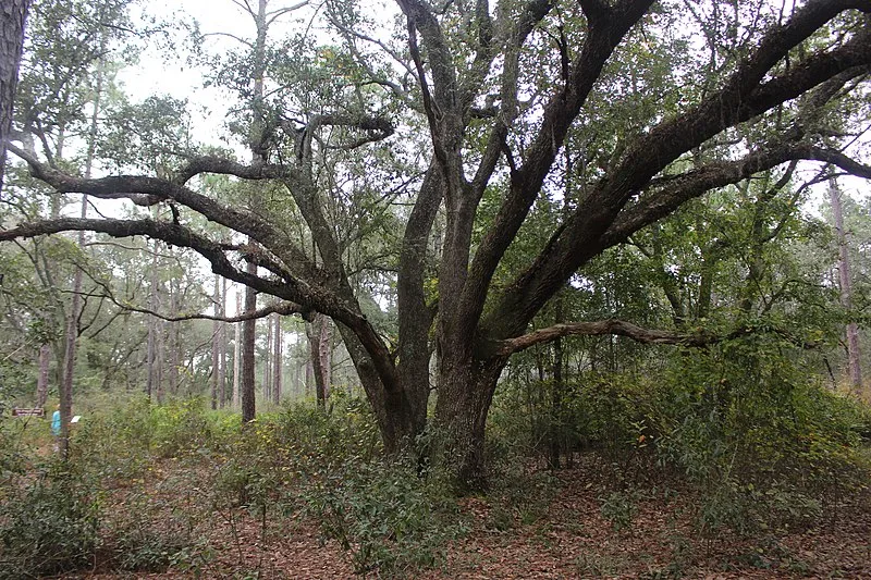 800px-live oak seen from gopher tortoise trail%2c reed bingham state park