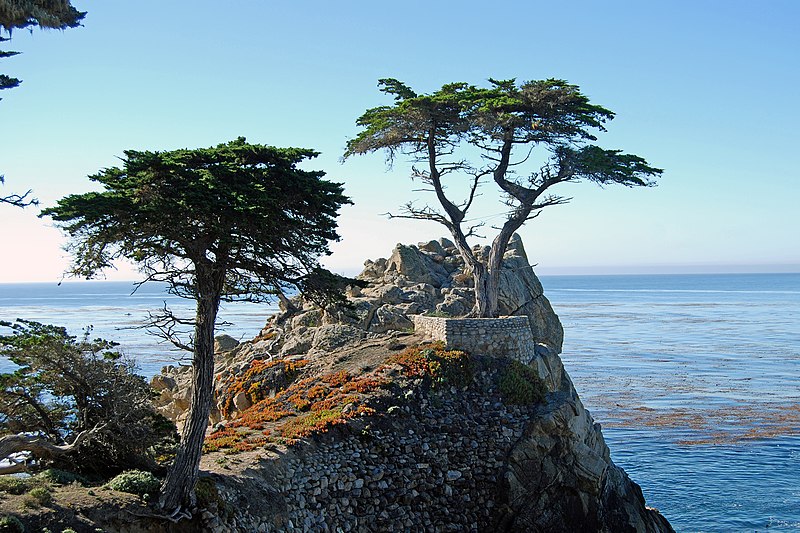 800px-lone cypress on a sunny day