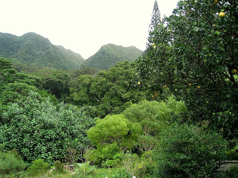 800px-lyon arboretum%2c oahu%2c hawaii - trees