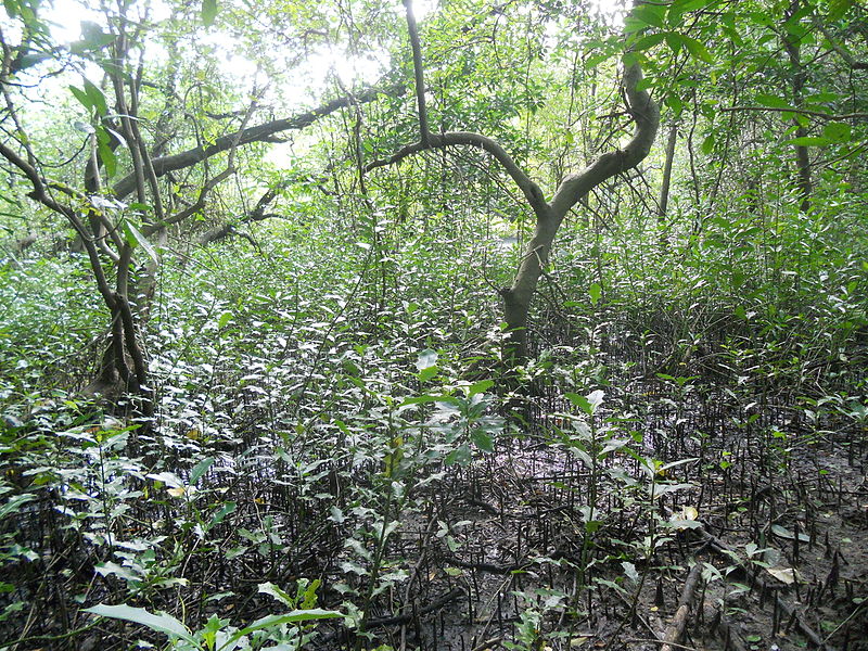 800px-mangroves - mangalavanam bird sanctuary%2c kerala